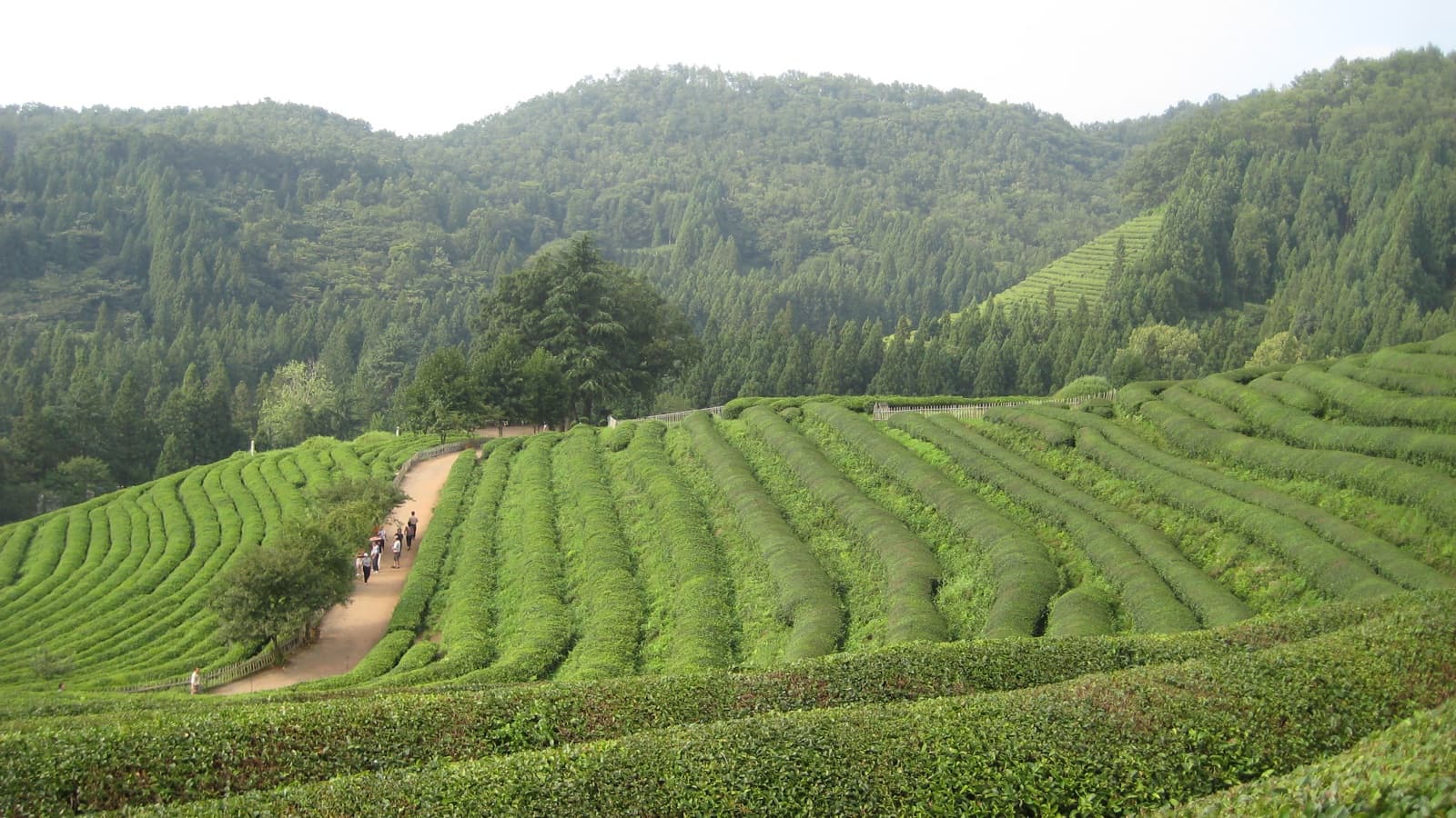 Boseong Green Tea Festival