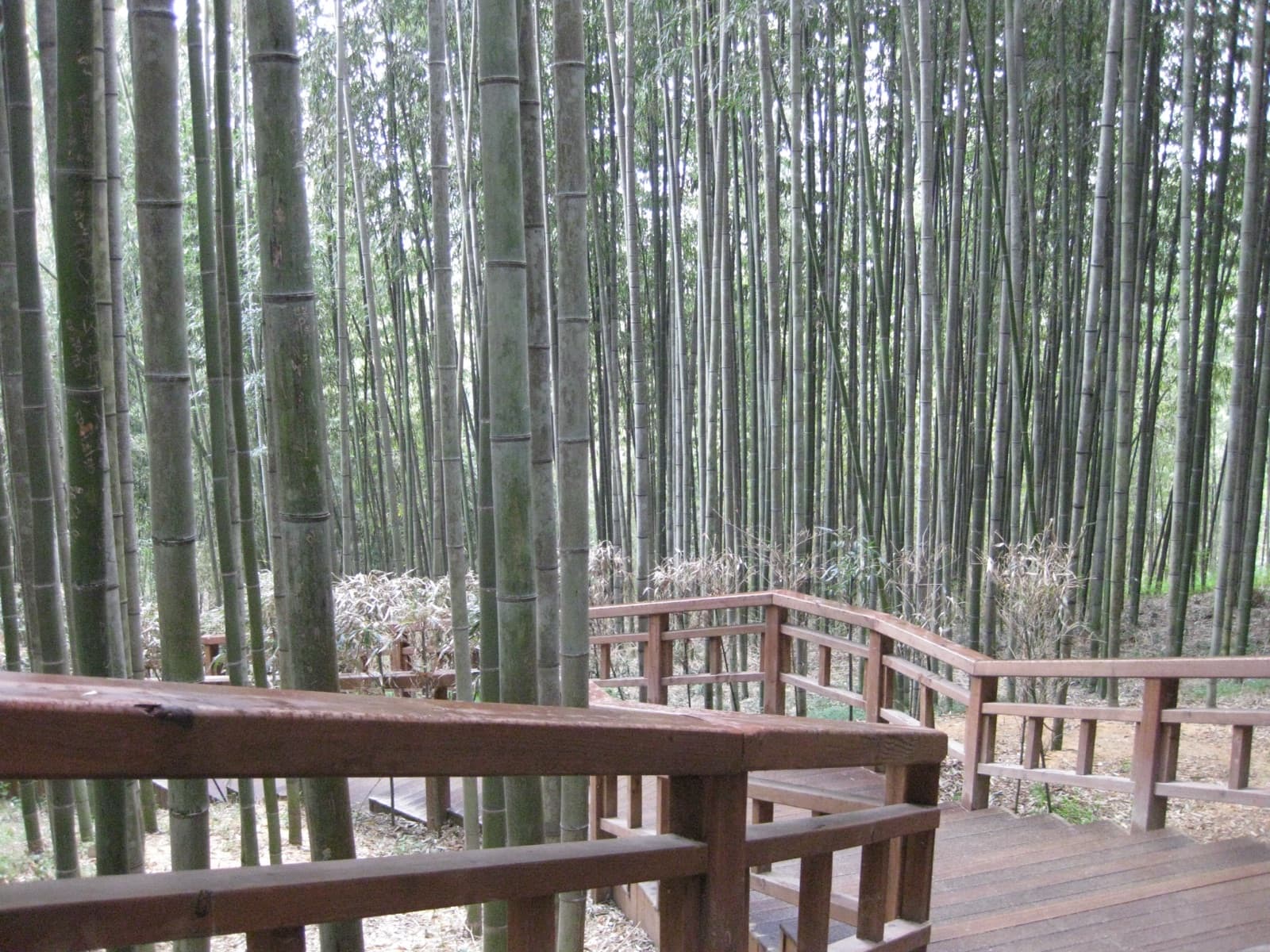 Damyang Bamboo Festival