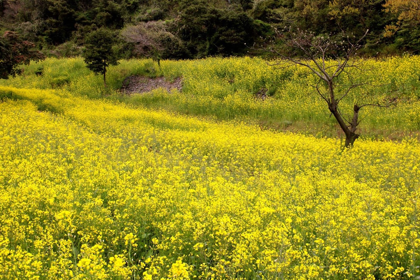 Jeju Seogwipo Canola Flower Festival